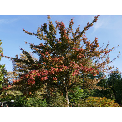 Acer henryi