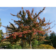 Acer henryi