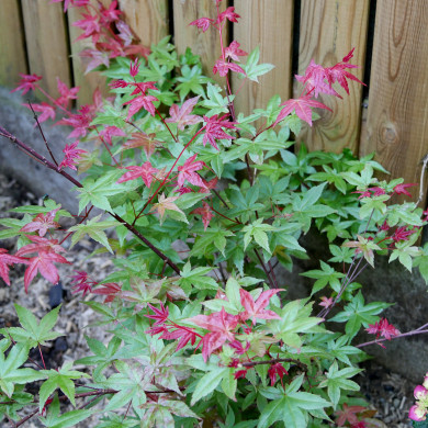 Acer palmatum Beni-Maiko