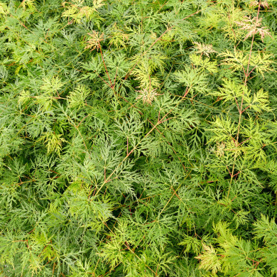 Acer palmatum Emerald Lace