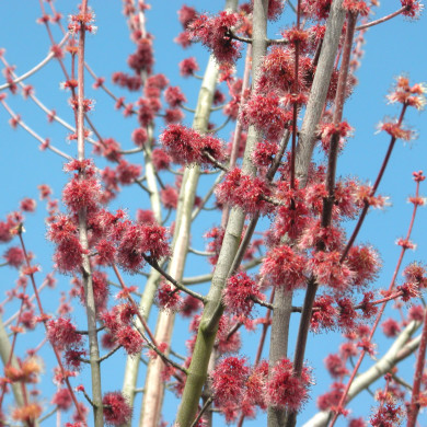 Acer rubrum Fairview Flame® austep