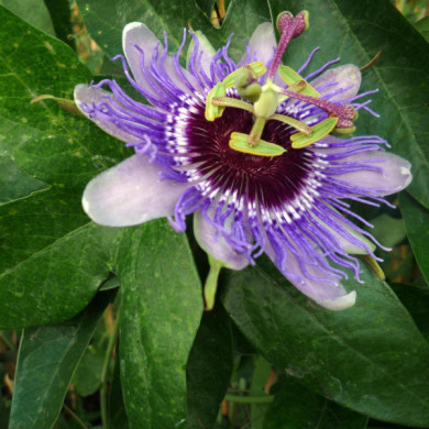 Passiflora 'Purple Haze'