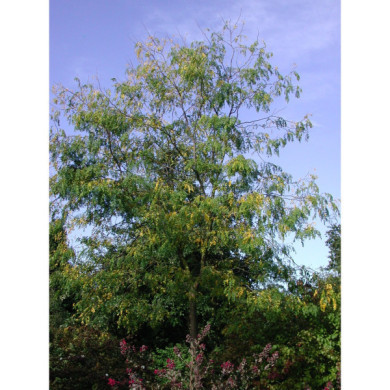 Gleditsia triacanthos 'Skyline'