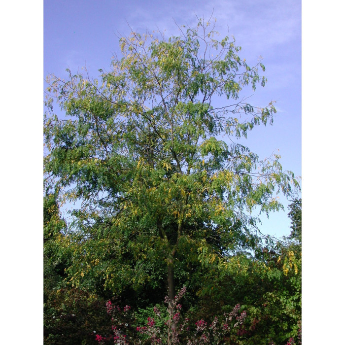 Gleditsia triacanthos 'Skyline'