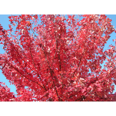 Acer rubrum Fairview Flame® austep