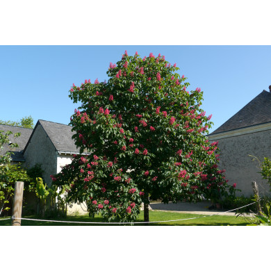 Aesculus x carnea 'Briotii'