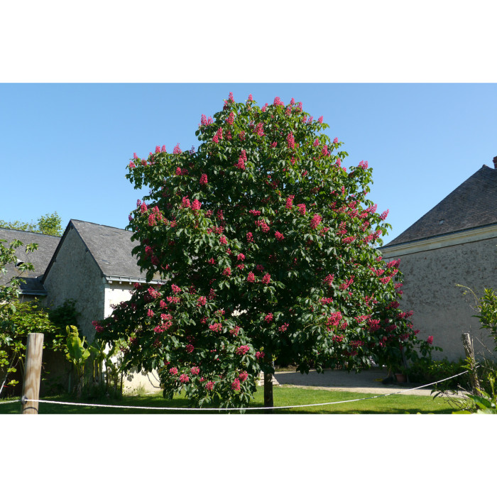 Aesculus x carnea 'Briotii'