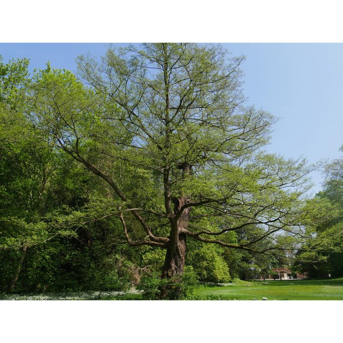 Alnus glutinosa 'Laciniata'