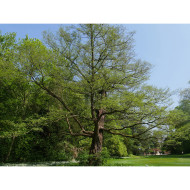 Alnus glutinosa 'Laciniata'