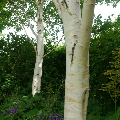 Betula utilis