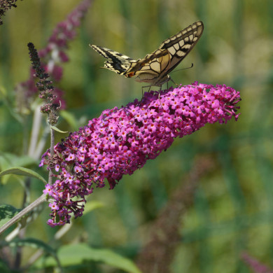 Buddleja 'Miss Ruby'