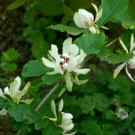 Calycanthus 'Venus'