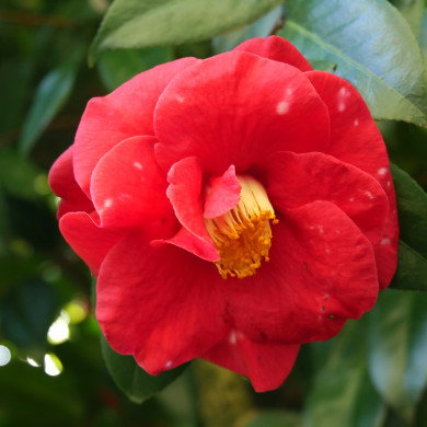 Camellia japonica 'Adolphe Audusson'