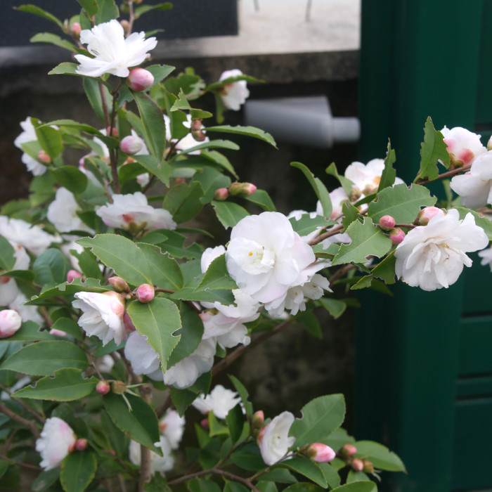 Camellia Cinnamon Cindy