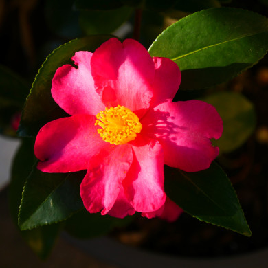 Camellia sasanqua 'Hiryu'