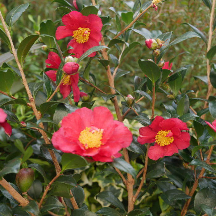 Camellia sasanqua Paradise Sylvia