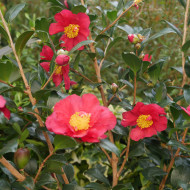 Camellia sasanqua Paradise Sylvia