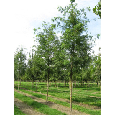 Gleditsia triacanthos 'Skyline'