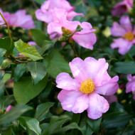 Camellia japonica Cleopatra