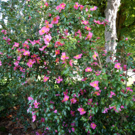 Camellia sasanqua Vicomte De Noailles