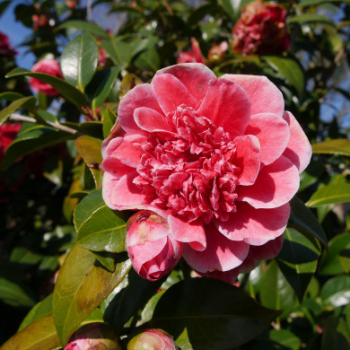 Camellia japonica Volunteer