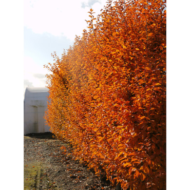 Carpinus betulus 'Orange Retz' cov