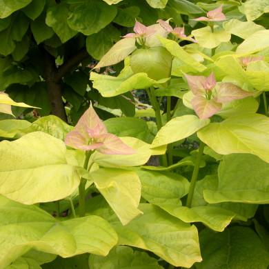 Catalpa bignonioides 'Aurea'