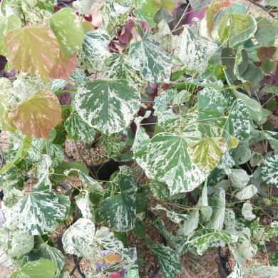 Cercis canadensis 'Alley Cat'