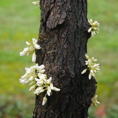 Cercis canadensis Royal White