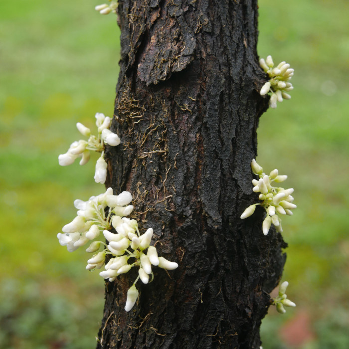 Cercis canadensis Royal White