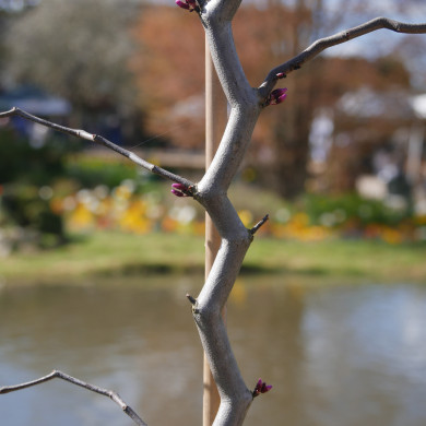 Cercis canadensis 'Seirb' ZIG ZAG