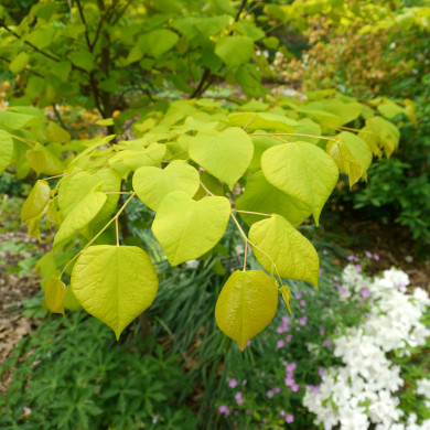 Cercis canadensis Hearts of Gold®