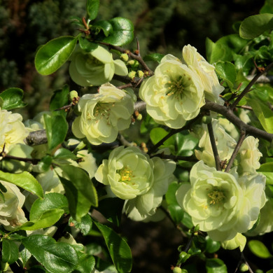 Chaenomeles speciosa 'Kinshiden'