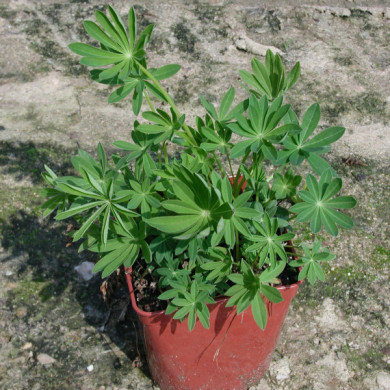 Lupinus 'Chandelier'