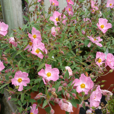 Cistus 'Silver Pink'