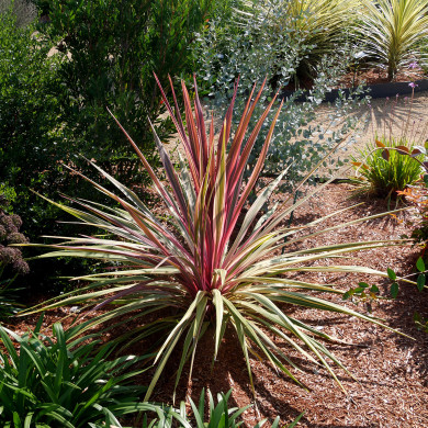 Cordyline Can Can®