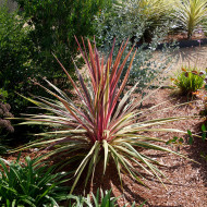 Cordyline Can Can®