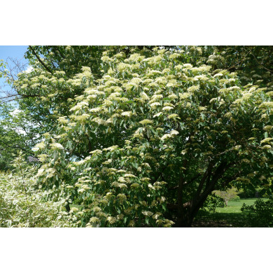 Cornus alternifolia