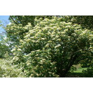 Cornus alternifolia