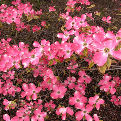 Cornus florida 'Sunset' CHEROKEE SUNSET