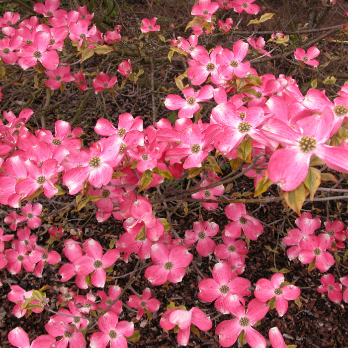 Cornus florida 'Sunset' CHEROKEE SUNSET