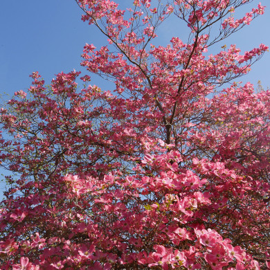Cornus florida 'Sunset' CHEROKEE SUNSET