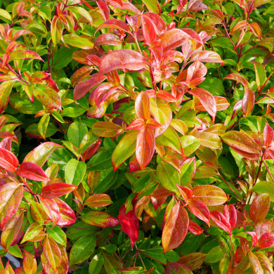 Cornus hongkongensis