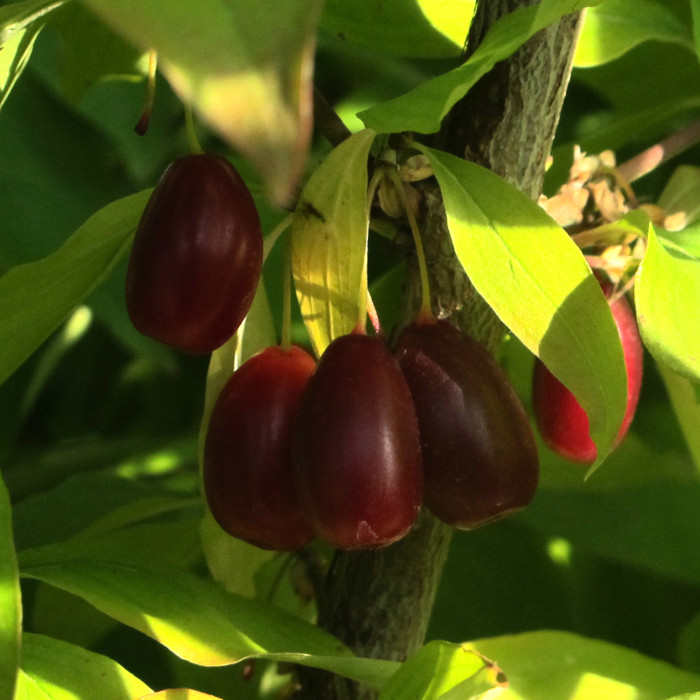 Cornus mas 'Jolico'