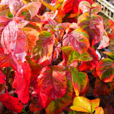 Cornus florida 'Rainbow'