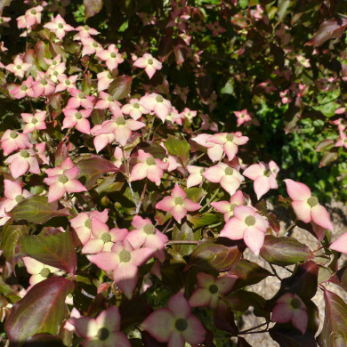 Cornus kousa Copacabana