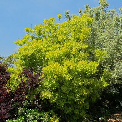 Cotinus coggygria 'Ancot' GOLDEN SPIRIT