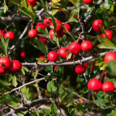 Crataegus azarolus