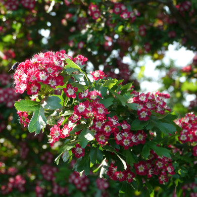 Crataegus laevigata 'Crimson Cloud'