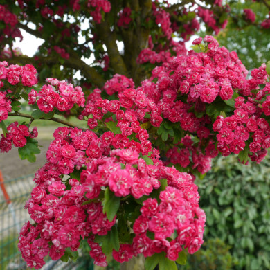 Crataegus x media 'Paul's Scarlet'